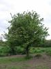 Tree at Killowen_thumb.jpg 2.4K